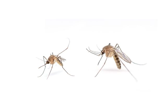 pest-control-service